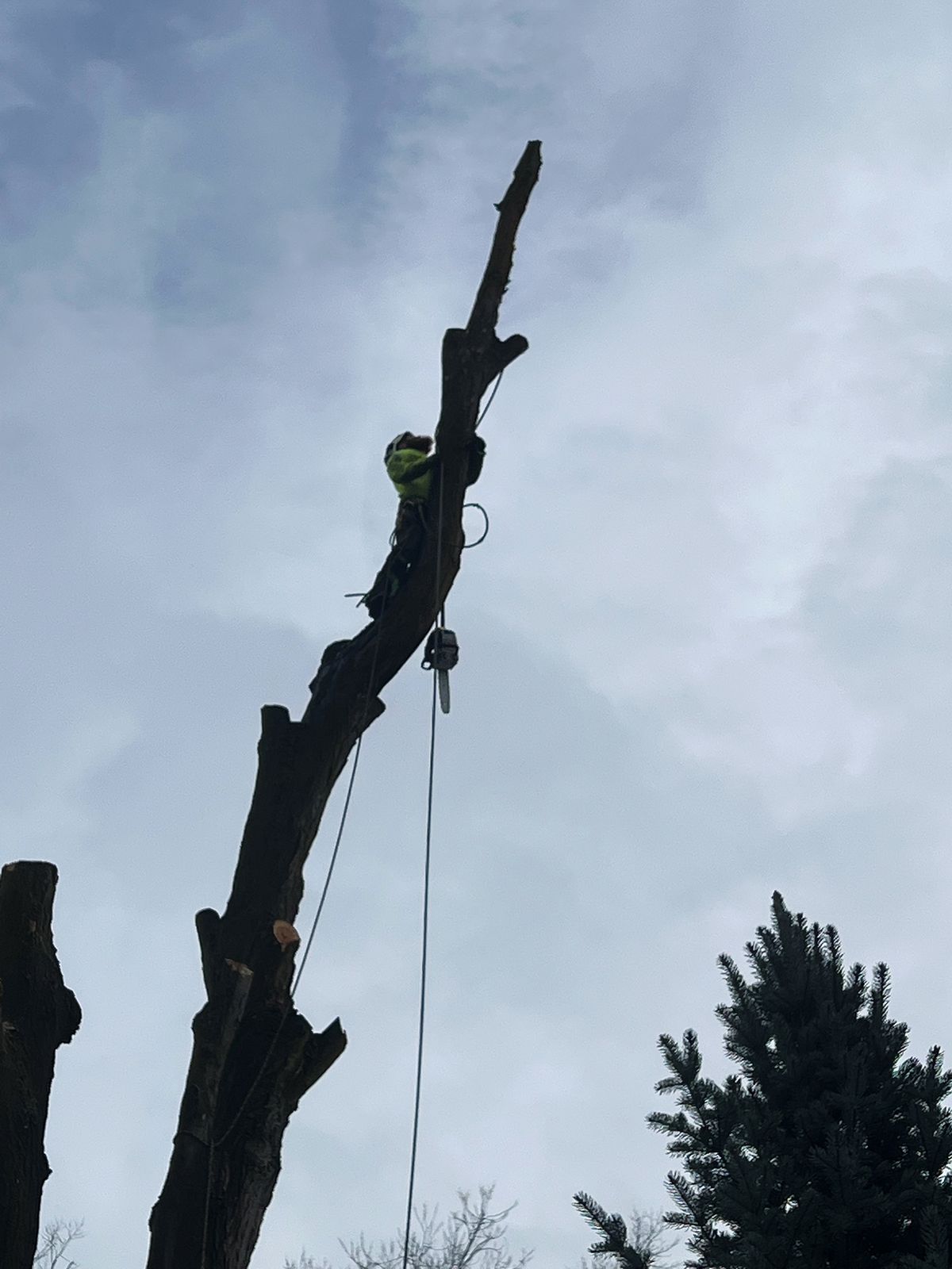 Tree work by Idaho Tree Professionals