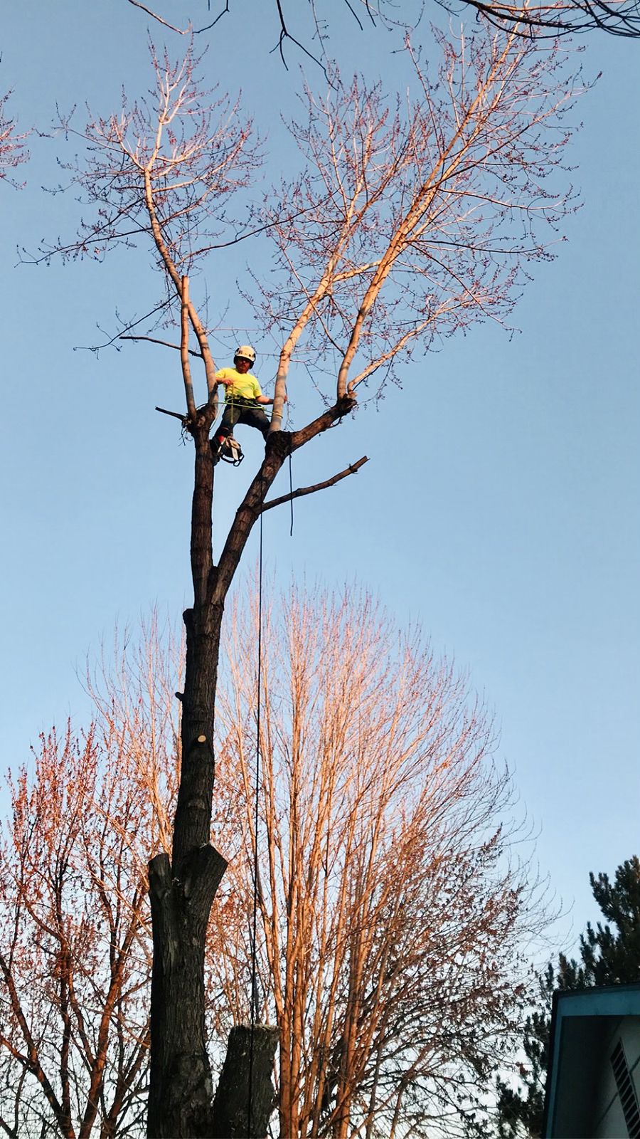 Tree work by Idaho Tree Professionals