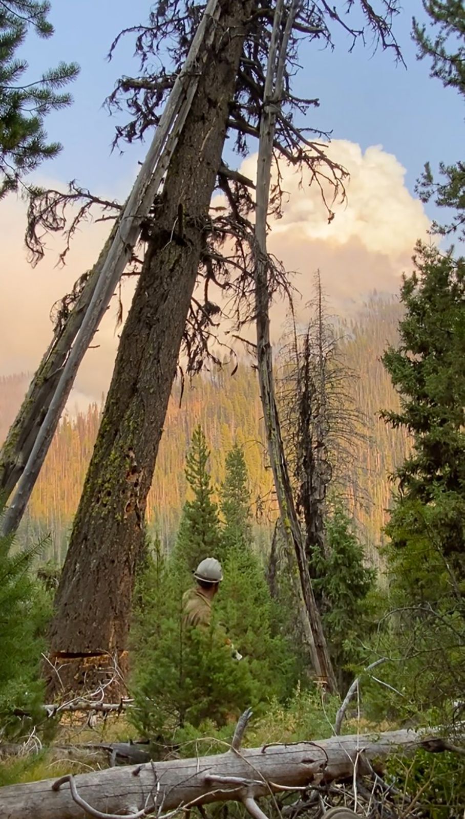 Tree work by Idaho Tree Professionals