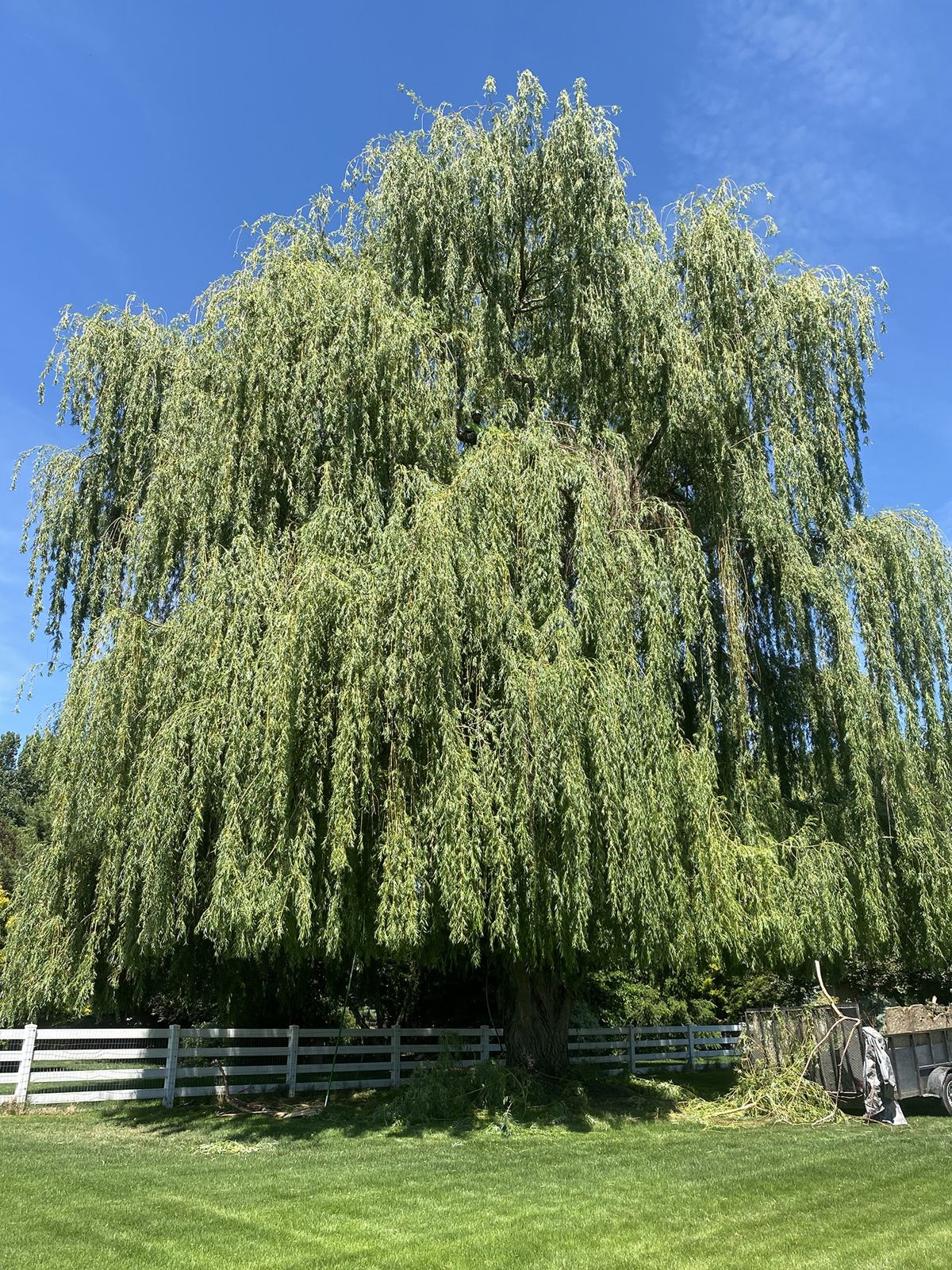 Tree work by Idaho Tree Professionals